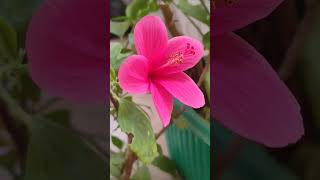 gardening plants garden agriculture lovely [upl. by Alberta]