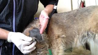 Hand stripping a Border Terrier part 3 [upl. by Ahpla]