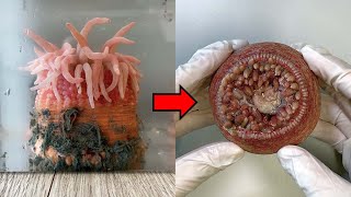 Strange Organ Inside a Sea Anemone  Sea Anemone Dissection [upl. by Okimik]