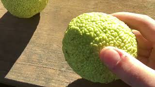 Osage Orange Maclura Pomifera Fruit [upl. by Ehlke607]