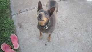 Australian Kelpie Dodge barking on command very cute [upl. by Randie]