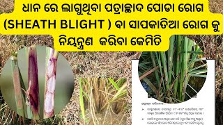 ଧାନ ରେ ଲାଗୁଥିବା ପତ୍ରାଚ୍ଛାଦ ପୋଡା ରୋଗ SHEATH BLIGHT  ବା ସାପକାତିଆ ରୋଗ କୁ ନିୟନ୍ତ୍ରଣ କରିବା କେମିତି [upl. by Luiza491]