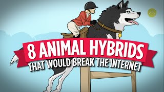 8 Animal Hybrids That Would Break The Internet [upl. by Sill]