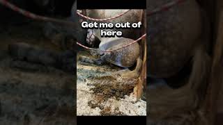 STOP HORSE ABUSE💔 edit blowup editaudio equestrian horse shortfeed fyp [upl. by Edge]