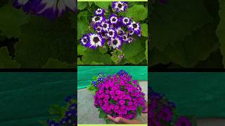 Cineraria Cinerariaflowerplant blueflowerplant plantinfo shaorts [upl. by Barhos]