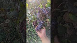 Italy ventimiglia youtube nature youtubeshorts travel italy [upl. by Can762]