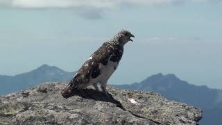 WT ptarmigan flutter flight and display call by ktbirdingcom [upl. by Ruenhs]