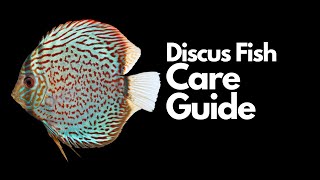 Discus Fish Care Everything You Need To Know [upl. by Olivann179]