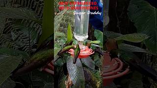 What happens when you hold up a hummingbird feeder in the jungle [upl. by Burnley]