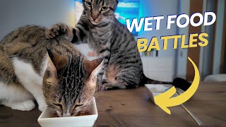 When My Cats Cant Resist Each Others Wet Food 😍 [upl. by Yehudit]