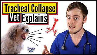 Tracheal Collapse In Dogs  How To Know If Your Dog Has A Collapsed Trachea  Dogtor Pete [upl. by Saideman845]