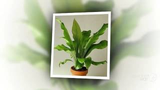 Asplenium  garden plants [upl. by Tigges281]