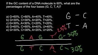 How to find percent of the bases in DNA Chargaffs rule [upl. by Eenot]