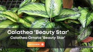 Calathea Beauty Star  Calathea Ornata Beauty Star  Calathea Ornata [upl. by Buote]