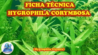 FICHA TÉCNICA HYGROPHILA CORYMBOSA Hygrophila Gigante [upl. by Broek]