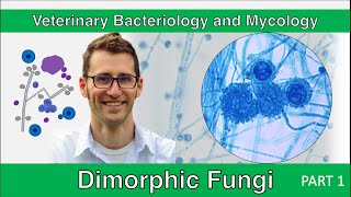 Dimorphic Fungi Part 1  Veterinary Bacteriology and Mycology [upl. by Atinahs15]