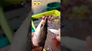 Lason sa tulingan viralvideo business seafood fish fishseafood [upl. by Ikairik]