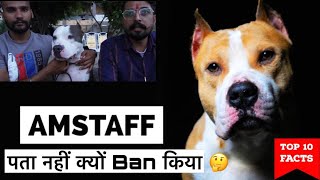 American Staffordshire Terrier के बारे में जाने 😱‼️पता नहीं क्यों Ban किया 🤔 amstaff pitbull [upl. by Majka]