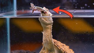 Snapping turtle eats live soft shell turtle live feeding [upl. by Addy]