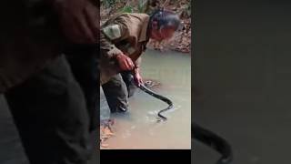 mangrove snake [upl. by Yrroc858]