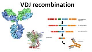 VDJ recombination overview  Generation of antibody diversity  Antibody diversity mechanism  VDJ [upl. by Ennaylime]