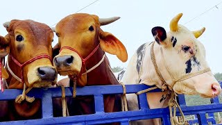 cow unloading cow videos cow video animal big cow goru hamba cow Ep36 [upl. by Minni]