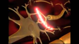 How a Neuron Fires [upl. by Frodi]