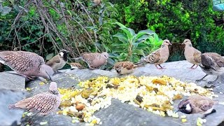 Unbelievable Sight Wild Birds Dove Sparrow Nightingale Feasting Together [upl. by Lorenz]