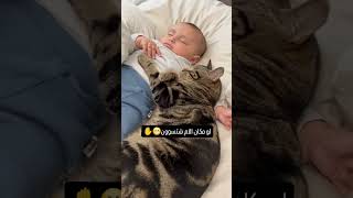 لو كنتوا مكان الام وش تسوون 😂 اكسبلور cat جميلة funny عصبيه [upl. by Bazar64]