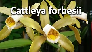 Cattleya forbesii [upl. by Sladen]