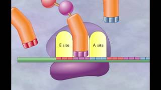 Chapter 4 Translation Elongation and termination [upl. by Broadbent439]