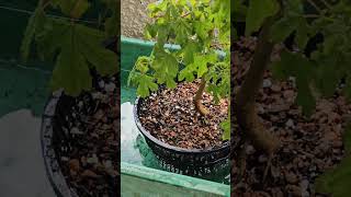 How To Fully Water Your Bonsai Trees [upl. by Ringe179]