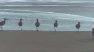 ① Whimbrel Numenius phaeopus zarapito trinador Regenbrachvogel [upl. by Marlo134]