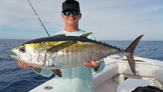 RARE Tuna NOT SOLD in StoresCatch Clean Cook Blackfin Tuna Key West Florida [upl. by Aihsyt939]