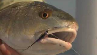 Fly Fishing for Redfish amp Black Drum with Capt Todd Fuller  Orlando Florida [upl. by Ocramed]