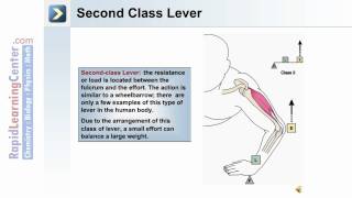 Axial and Appendicular Musculature  Levers and Pulleys [upl. by Meekyh]