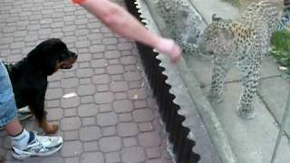 rottweiler vs leopard [upl. by Akined]