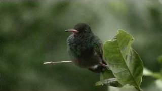 Birds of Belize  Hummingbirds [upl. by Ullund473]