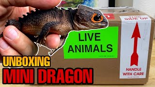 UNBOXING MY NEW MINI DRAGON REDEYED CROCODILE SKINK UPDATE [upl. by Airot]