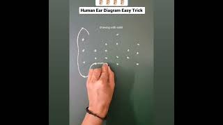 human ear diagram easy trickearhumanear easysimpleyoutubeshort [upl. by Aksoyn605]