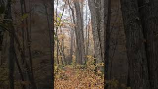 fall hike elkmont greatsmokymountains [upl. by Carbo8]