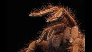 Theraphosa Apophysis Pink Foot Goliath Care Video [upl. by Akinihs674]