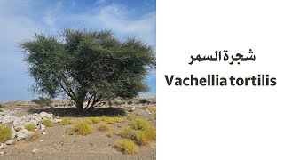 شجرة السمر Vachellia tortilis [upl. by Lleoj]