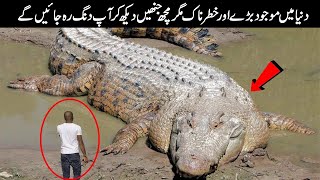 Top 5 Largest Crocodiles In The World  Animals Valley [upl. by Oidale]