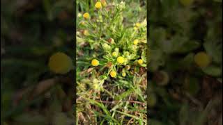 Pulicaria species Asteraceae family [upl. by Ardnosac]