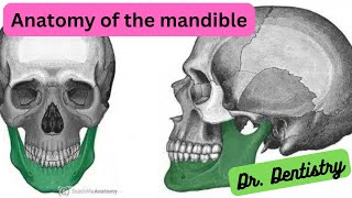 The Mandible A Comprehensive Guide to Its Anatomy [upl. by Eizus]