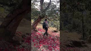 This live is rhododendron music bollywood dance explore the mountain 🏔️ grayground [upl. by Nnylireg392]