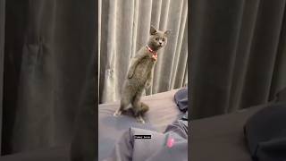 FUNNY CATS COMPILATION 🤣 cat laughoutloudpets funnyanimal funny laughingpets funnypet cute [upl. by Ailerua]