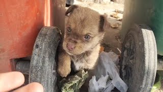 Abandoned puppy makes a home in trash can facing his outstretched hand he weeps excitedly [upl. by Wiencke]