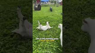 Fainting Goats  Facts and funny compilation 😂 [upl. by Gnohp]